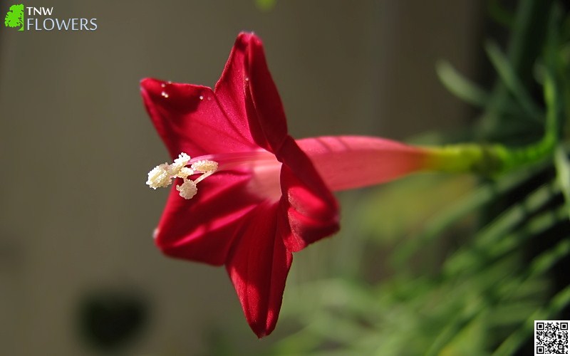 Cypress Vine